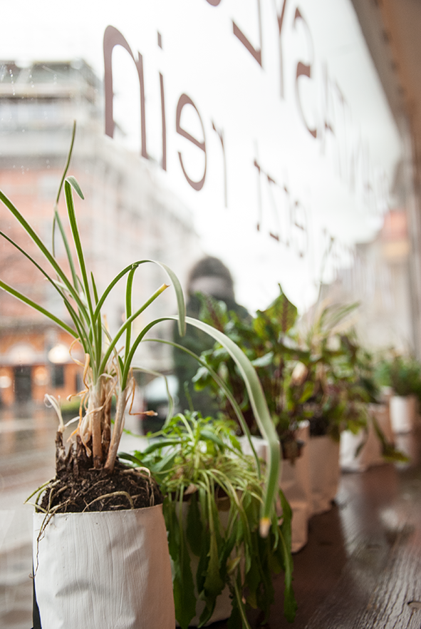 The picture is showing the installation Plantasylum by the artist Sandra Miriam Ehlen